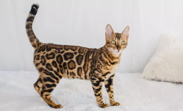 豹猫有什么特点