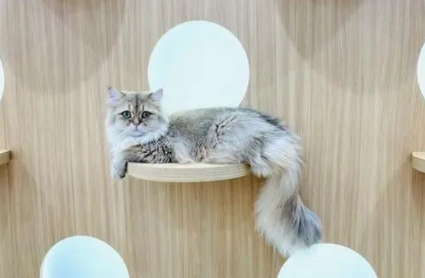 萌宠商业秘密:猫一生消费20万,宠物医疗、保险、殡葬向人类看齐 萌宠商业秘密:猫一生消费20万,宠物医疗、保险、殡葬向人类看齐