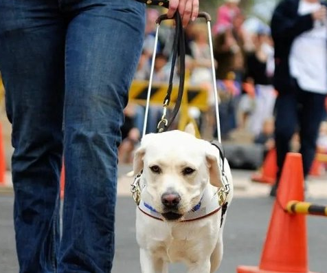 导盲犬带主人吃火锅迷路 网友:是导盲犬不是导航犬 导盲犬带主人吃火锅迷路 网友:是导盲犬不是导航犬