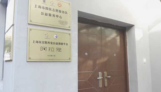 上海免费为流浪猫狗绝育两日来,预约已达近百只排期到三月底 上海免费为流浪猫狗绝育两日来,预约已达近百只排期到三月底