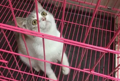 卫兰仕宠物用品公司介绍，速来了解