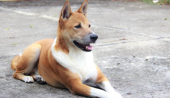 中华田园犬和土狗有什么区别