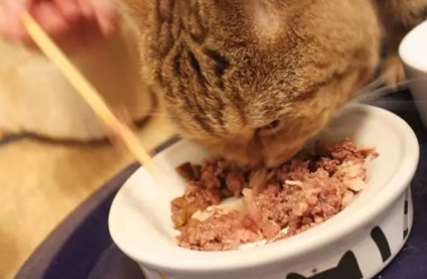 ProDiet博黛猫粮教你如何挑选猫罐头 