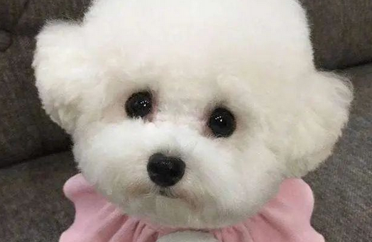 如果可爱有等级,第7种狗狗就是“可爱爆了”! 如果可爱有等级,第7种狗狗就是“可爱爆了”!