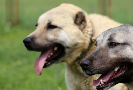 外表凶悍内心温柔,土耳其国宝坎高犬Kangal 外表凶悍内心温柔,土耳其国宝坎高犬Kangal