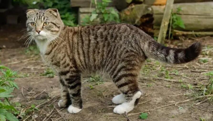 虎斑猫的名字洋气点