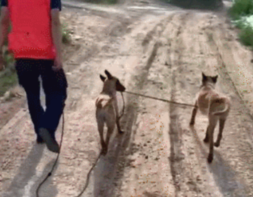 两只警犬迷路被民警捡到，一看品种…不愧是你啊！