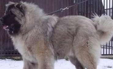 高加索犬好养吗 需要宽敞舒适的场地