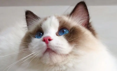 布偶猫4个月到8个月的变化 布偶猫4个月到8个月的变化