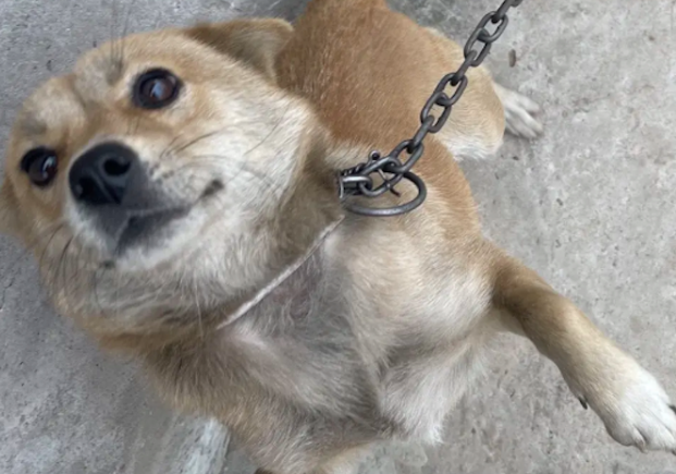 别人不要的狗，爸爸给捡回来当看门犬，虽然有枷锁但过得很幸福！