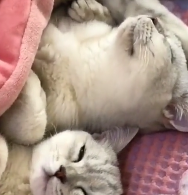 猫咪排排躺睡觉,主人掀开被子看到这幕,网友:哎呀,清一色! 猫咪排排躺睡觉,主人掀开被子看到这幕,网友:哎呀,清一色!