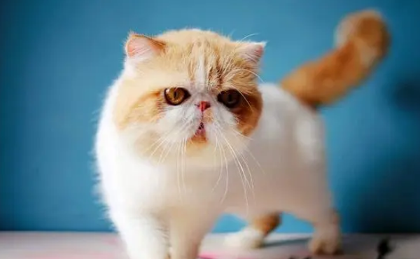 加菲猫是什么猫杂交出来的