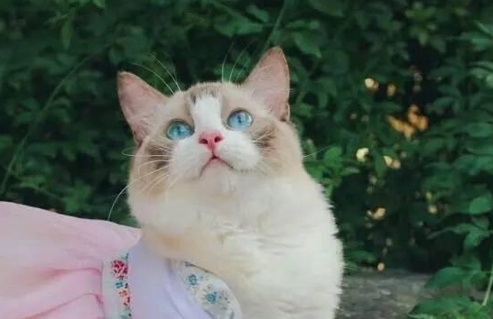 “猫奴”多过“狗主”，“猫经济”正在引领中国宠物市场消费升级