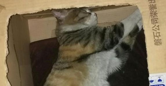 流浪猫妈妈向我求救,刚开始很嫌弃它,后来一幕让我后悔不已 流浪猫妈妈向我求救,刚开始很嫌弃它,后来一幕让我后悔不已