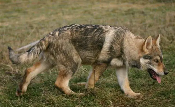 捷克狼犬战斗力排第几