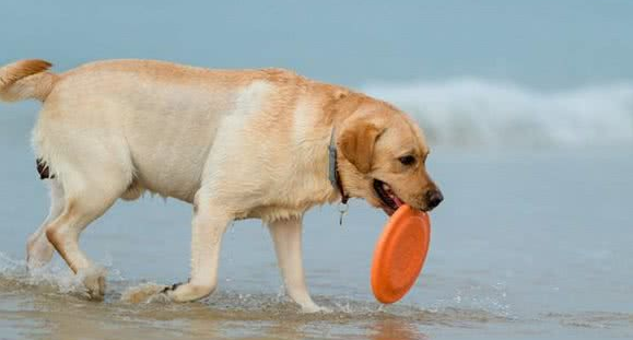 依比沙猎犬怎么挑选？怎么样？这些细节很实用