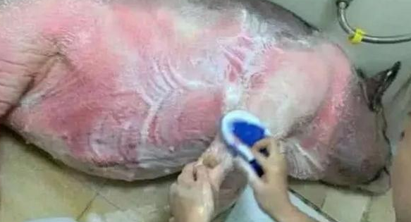 小香猪终于长大啦!每次洗澡都有“一个大胆的想法”,感觉香喷喷 小香猪终于长大啦!每次洗澡都有“一个大胆的想法”,感觉香喷喷