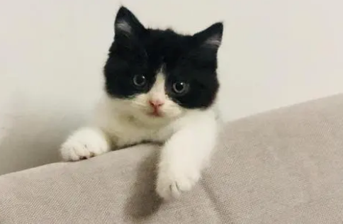 英短奶牛猫是什么品种图片 英短奶牛猫是什么品种图片
