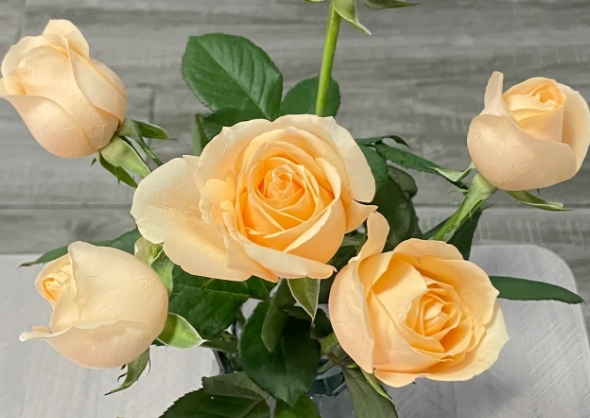 香槟色玫瑰花语是什么意思 香槟色玫瑰花语是什么意思