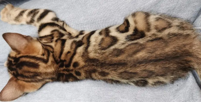 豹纹猫性格什么样?