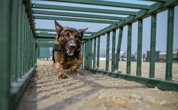 又飒又勇！高清大图直击警犬训练现场”