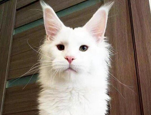 缅因猫大概是什么价格 缅因猫大概是什么价格