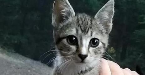 流浪猫吃掉了男孩东西,没有离开,他晚上还睡觉,他高兴极了 流浪猫吃掉了男孩东西,没有离开,他晚上还睡觉,他高兴极了