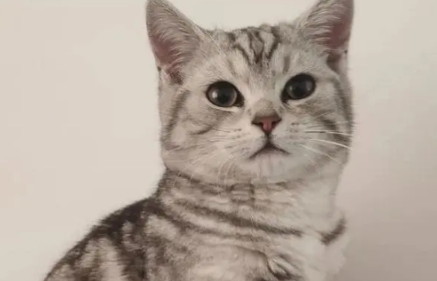 虎斑母猫名字可爱洋气 虎斑母猫名字可爱洋气