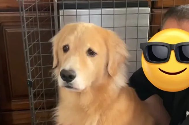 妈妈只是去厕所而已，黄金猎犬却以为被抛弃，含泪目送让人心疼