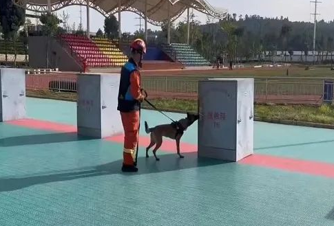 海北州消防救援支队搜救犬初训工作“火热”开展