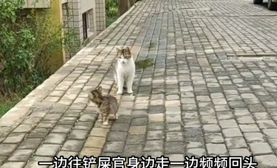 流浪猫妈妈，为什么会主动把孩子送给人类？