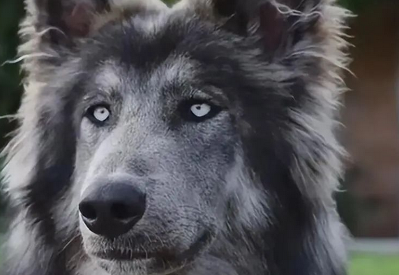 蓝湾牧羊犬长大后的模样，真的很帅！ 
