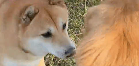 柴犬没有拴牵引绳,跑到金毛面前挑衅,结果被咬后吓得嗷嗷直叫! 柴犬没有拴牵引绳,跑到金毛面前挑衅,结果被咬后吓得嗷嗷直叫!