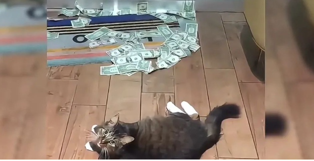 笑不活啦！一只猫30天的时间居然靠摆烂赚了几万块