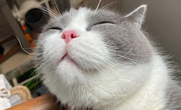 英媒:猫咪对人的爱超出想象,只是常常被误会 英媒:猫咪对人的爱超出想象,只是常常被误会