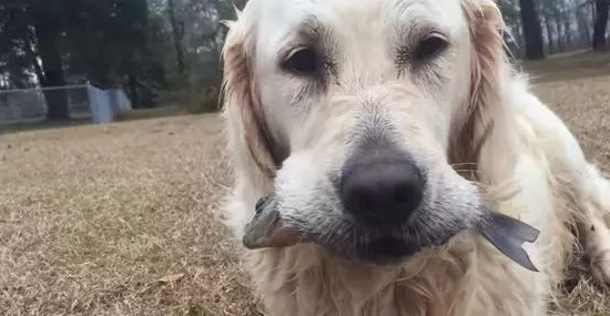 自力更生 | 黄金猎犬用面包屑当饵　不只钓鱼还钓乌龟