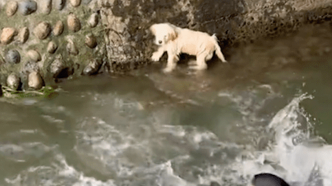狗狗落入水中，小伙下河救它也险些被”