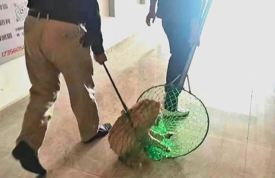 宠物狗被上门抓走宰杀!处置人员已被行拘,难道只有捕狗队的错? 宠物狗被上门抓走宰杀!处置人员已被行拘,难道只有捕狗队的错?