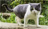 周公解梦梦见猫好不好