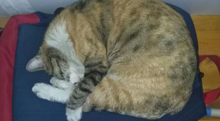 流浪猫妈妈向我求救,刚开始很嫌弃它,后来一幕让我后悔不已 流浪猫妈妈向我求救,刚开始很嫌弃它,后来一幕让我后悔不已