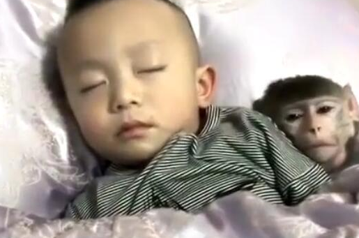 父母给小孩养猴子做宠物,不少家长觉得是拿命开玩笑! 父母给小孩养猴子做宠物,不少家长觉得是拿命开玩笑!