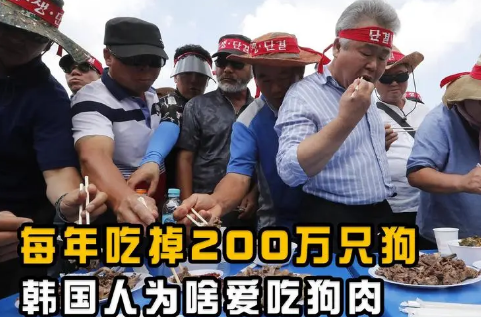 一年吃掉上百万只狗？韩国将立法禁食狗肉