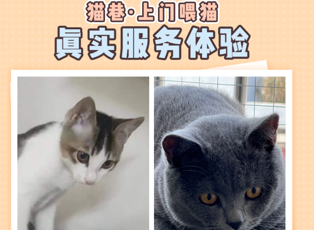 春节过年回老家,有猫巷app不用担心没人照顾猫咪啦! 春节过年回老家,有猫巷app不用担心没人照顾猫咪啦!