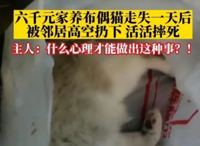 重庆一布偶猫被邻居高空扔下活活摔死,猫主人:什么心理才能做这事 重庆一布偶猫被邻居高空扔下活活摔死,猫主人:什么心理才能做这事