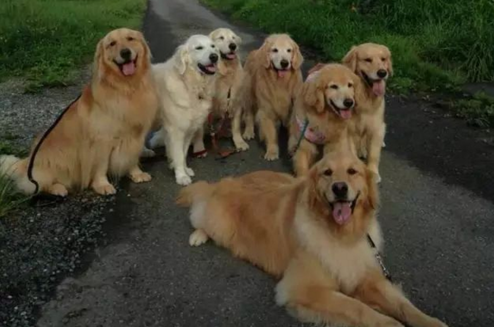 人称大暖汪的金毛黄金猎犬，在大自然中依然霸气无比