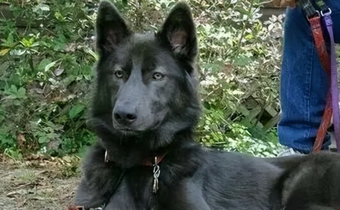 蓝湾牧羊犬图片价格