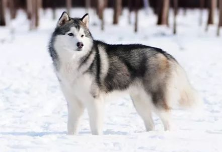宠物大讲堂——犬的品种和鉴赏之中型犬西伯利亚哈士奇