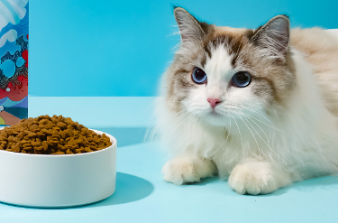 倍琪猫粮——铲屎官的明智选择