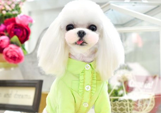 一阅心田宠物衣服能买嘛 一阅心田宠物衣服能买嘛