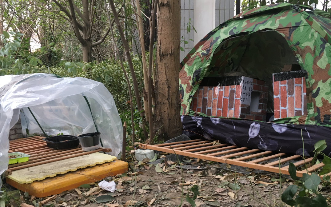 善待流浪猫,就是善待人类自己 善待流浪猫,就是善待人类自己